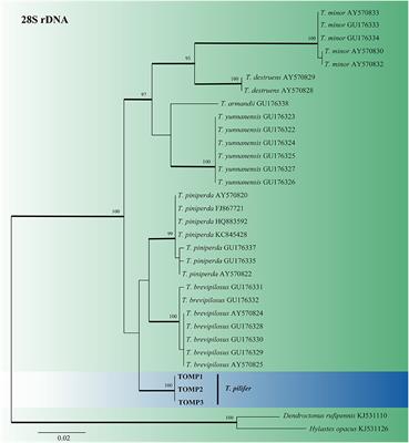 Identification of ophiostomatalean fungi associated with Tomicus pilifer infesting Pinus koraiensis in Northeastern China